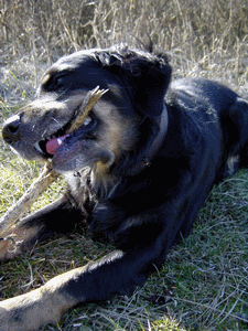 img47.gif